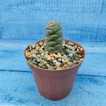 Tephrocactus Articulatus Diadematus (Тефрокактус)