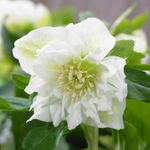 Морозник восточный "Double Hybrids White Promise". Helleborus orientalis "Double Hybrids White Promise".