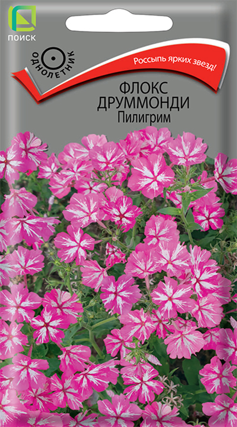 Флокс друммонди Пилигрим