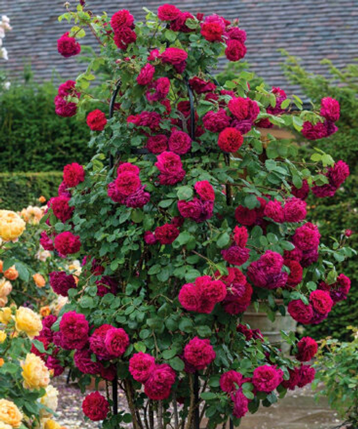 Роза Тесс оф зе Дэрбервилль С4 Закупка М16 июнь 2026