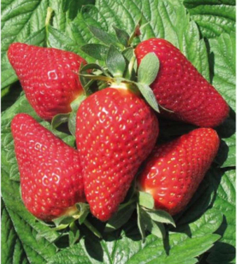 Клубника Лючия (Lycia)