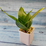 Sansevieria Hahnii Jade (Сансевиерия)