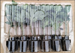 Хризантема кустовая Bacardi /к.8 /весна 26/