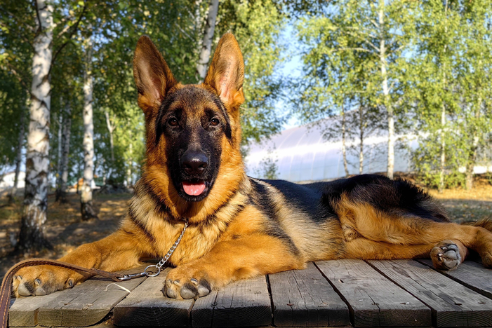 РЮРИК Из Поместья Боговик
