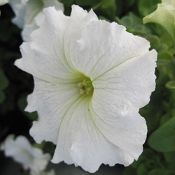 Петуния грандифлора Игл Вайт (100др) Витагрин Профи