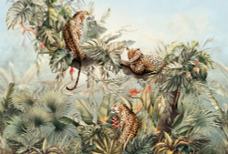 Коллекция It`s Jungle