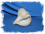 Раковина Рапа рапа, Murex rapa, Rapa rapa