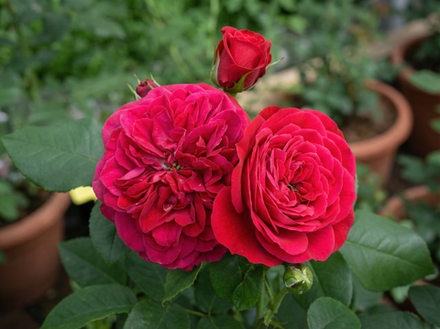 Роза «Монолиза» (Monoliza) флорибунда