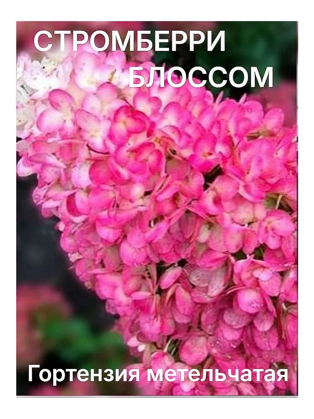 Гортензия Стромберри Блоссом