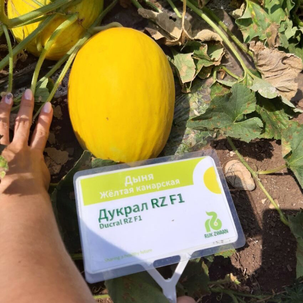 Дыня Дукрал F1 5шт ВитаГрин ЭКСТРА