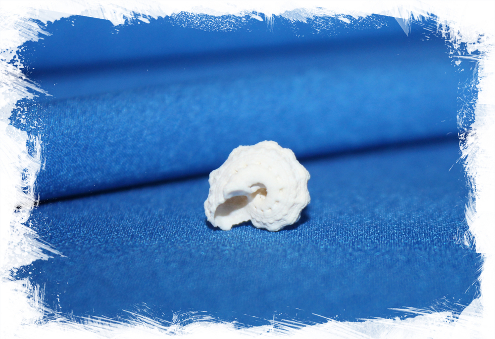 Лиотина депресса (Liotina depressa)