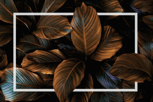 Дизайнерские №325 Фотообои и Фрески