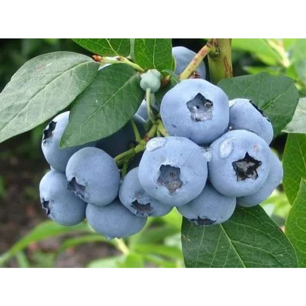 Голубика Элизабет