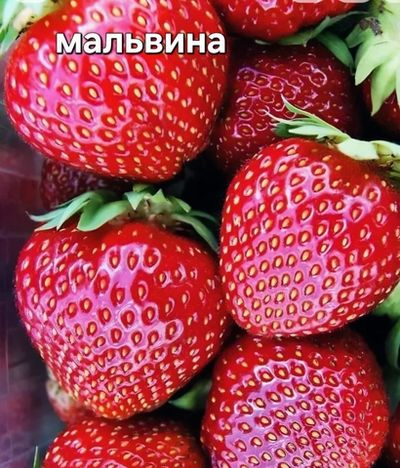 САЖЕНЦЫ КЛУБНИКИ МАЛЬВИНА