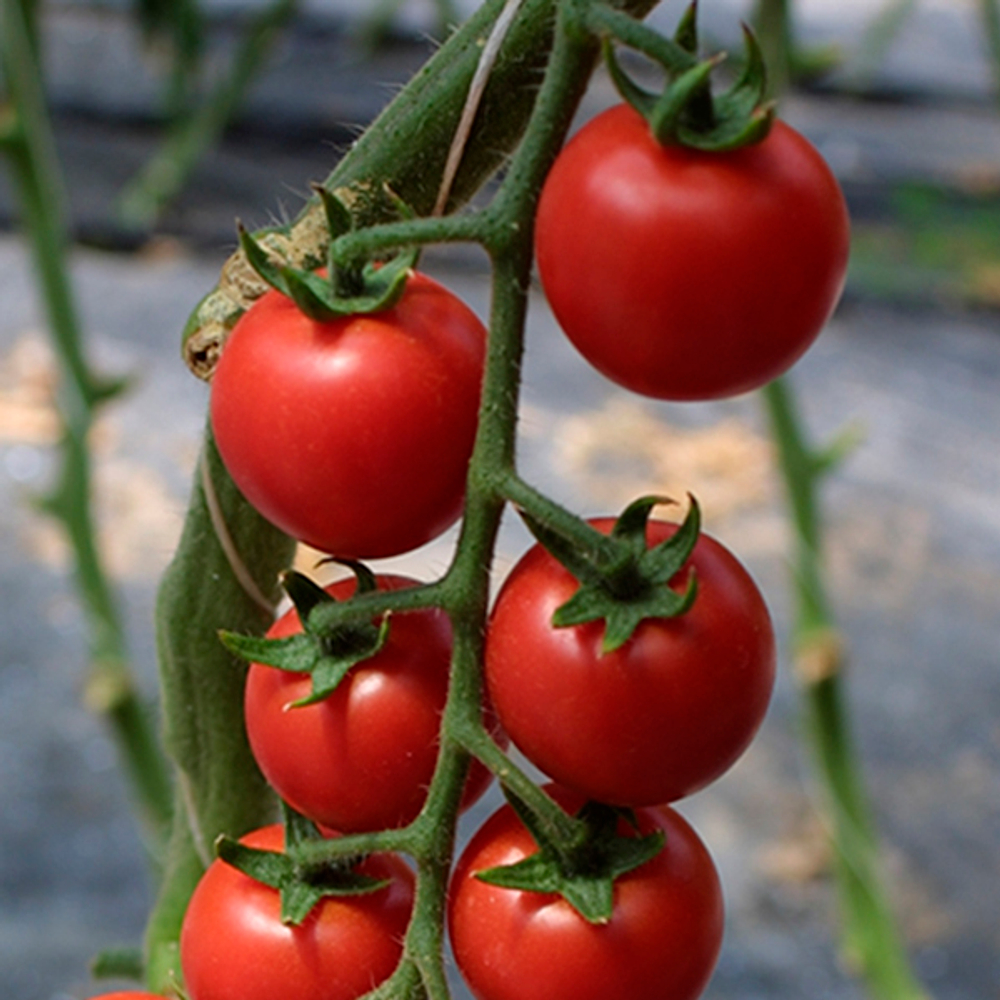 Сакура F1 семена томата (Enza Zaden / Энза Заден)