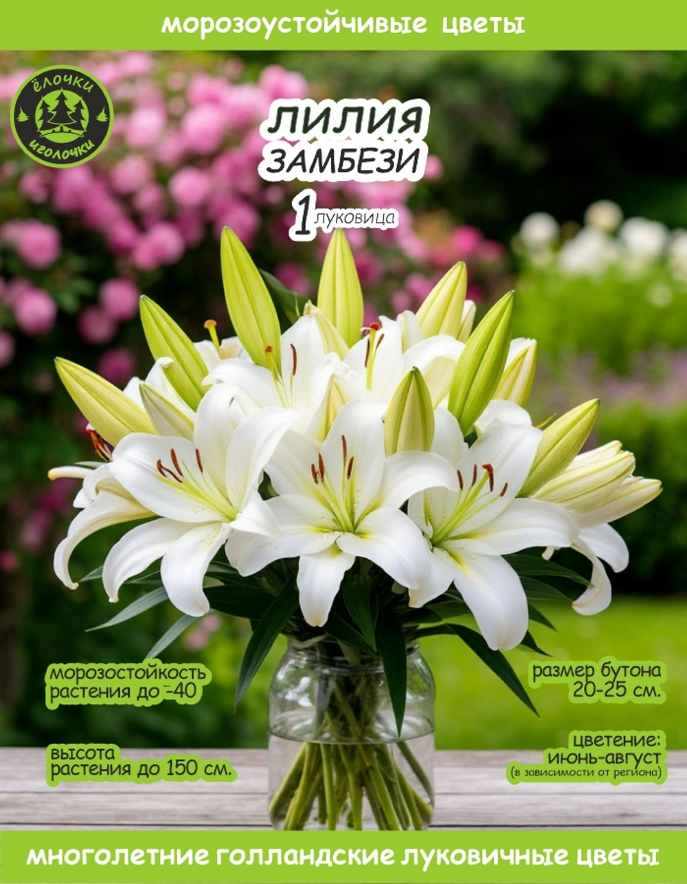 Лилия Луковица, Замбези, восточная, разбор 22/24, 1 шт