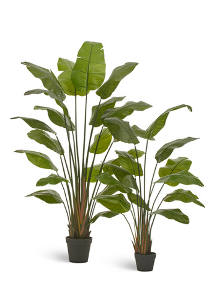 Стрелиция Traveller (Sensitive Botanic)