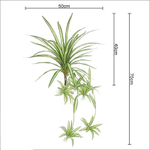 Хлорофитум 40-70 см