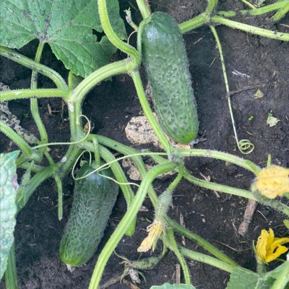 Жозефино F1 семена огурца партенокарпического (Seminis / Семинис) – фото 4