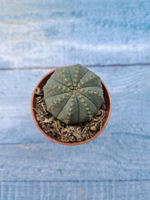 Euphoria Obesa (Эуфорбия)