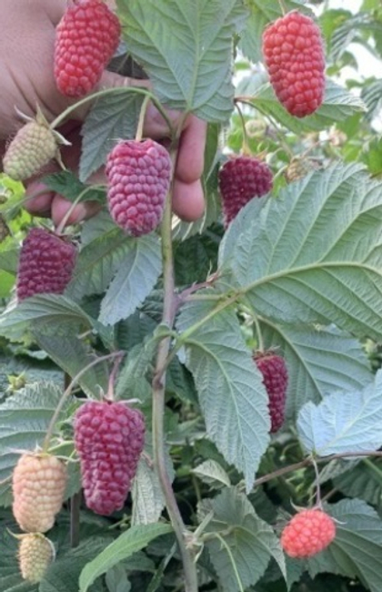 Малина ремонтантная Малиновая гряда