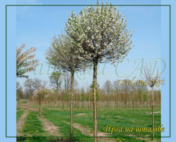 Ирга на штамбе