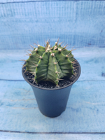 Gymnocalycium Mihanovichii (Гимнокалициум)