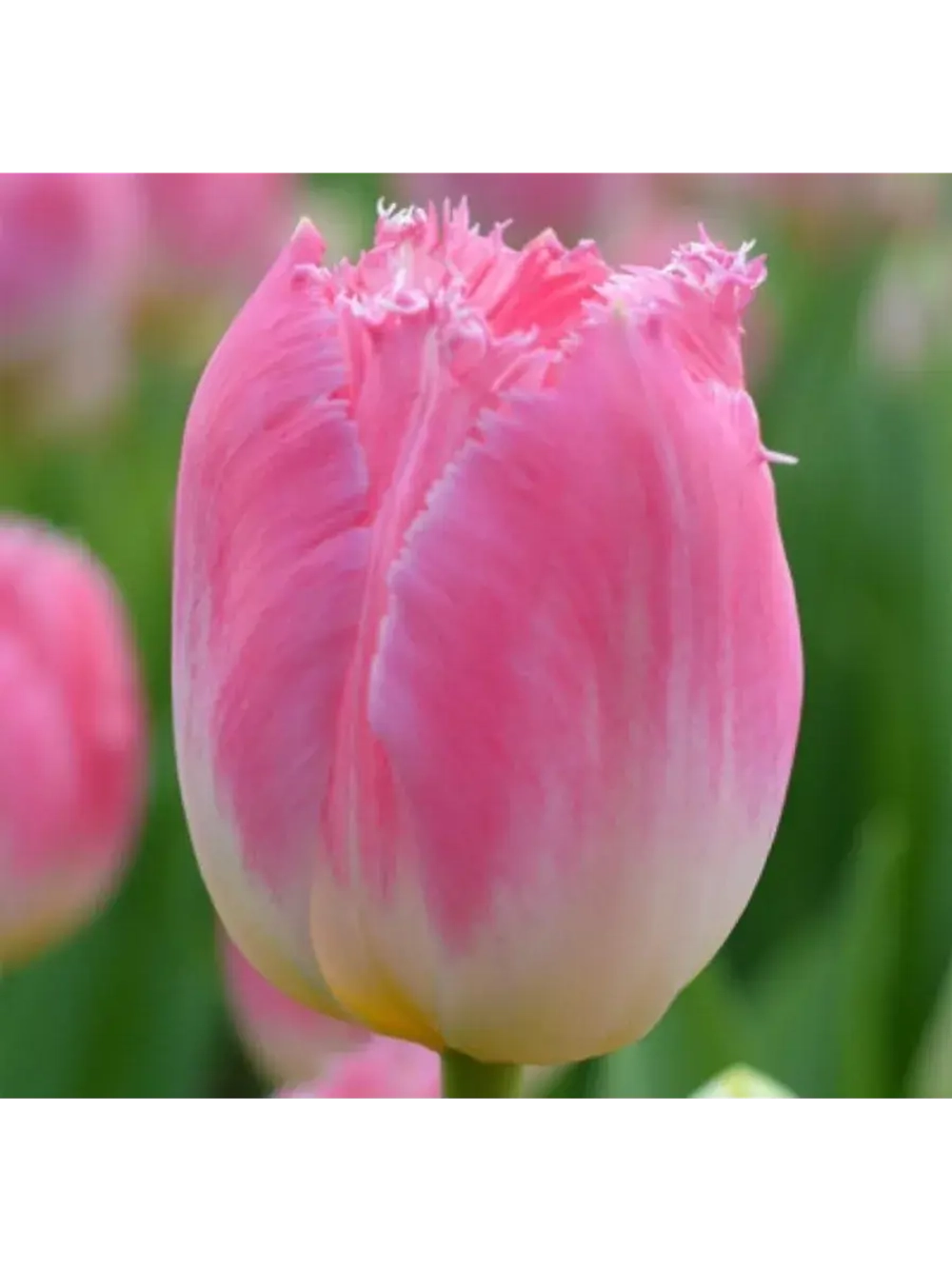 Тюльпаны пионовидные ,луковицы ZANZIBAR розовые (4 штуки)
