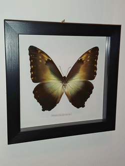 Бабочка Morpho hecuba werneri в рамке