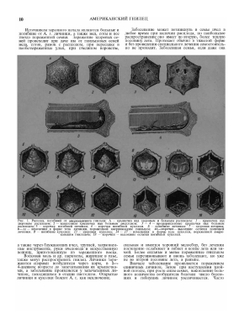 Словарь-справочник пчеловода | Н.Ф. Федосов