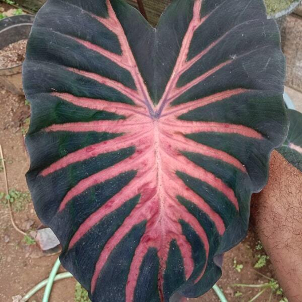 Колоказия PANA ASMALA