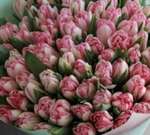 Тюльпан пионовидный