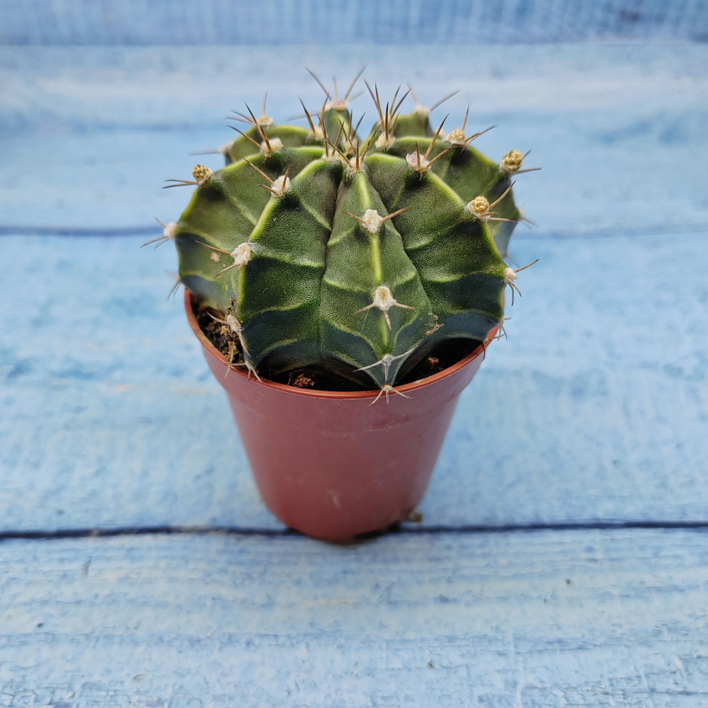 Gymnocalycium Friedrichii (Гимнокалициум)