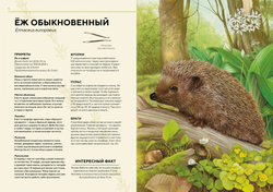 Лесные животные в натуральную величину