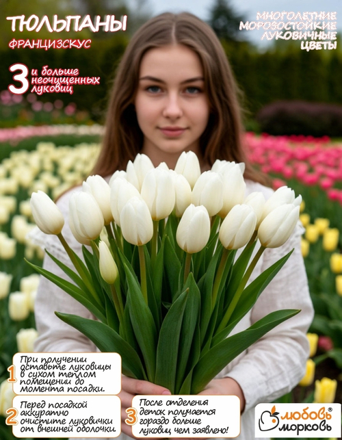 Тюльпан Луковица, Францискус, 3+ шт