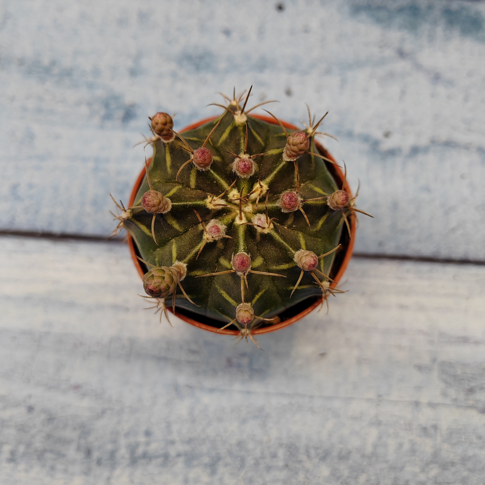 Gymnocalycium Friedrichii (Гимнокалициум)