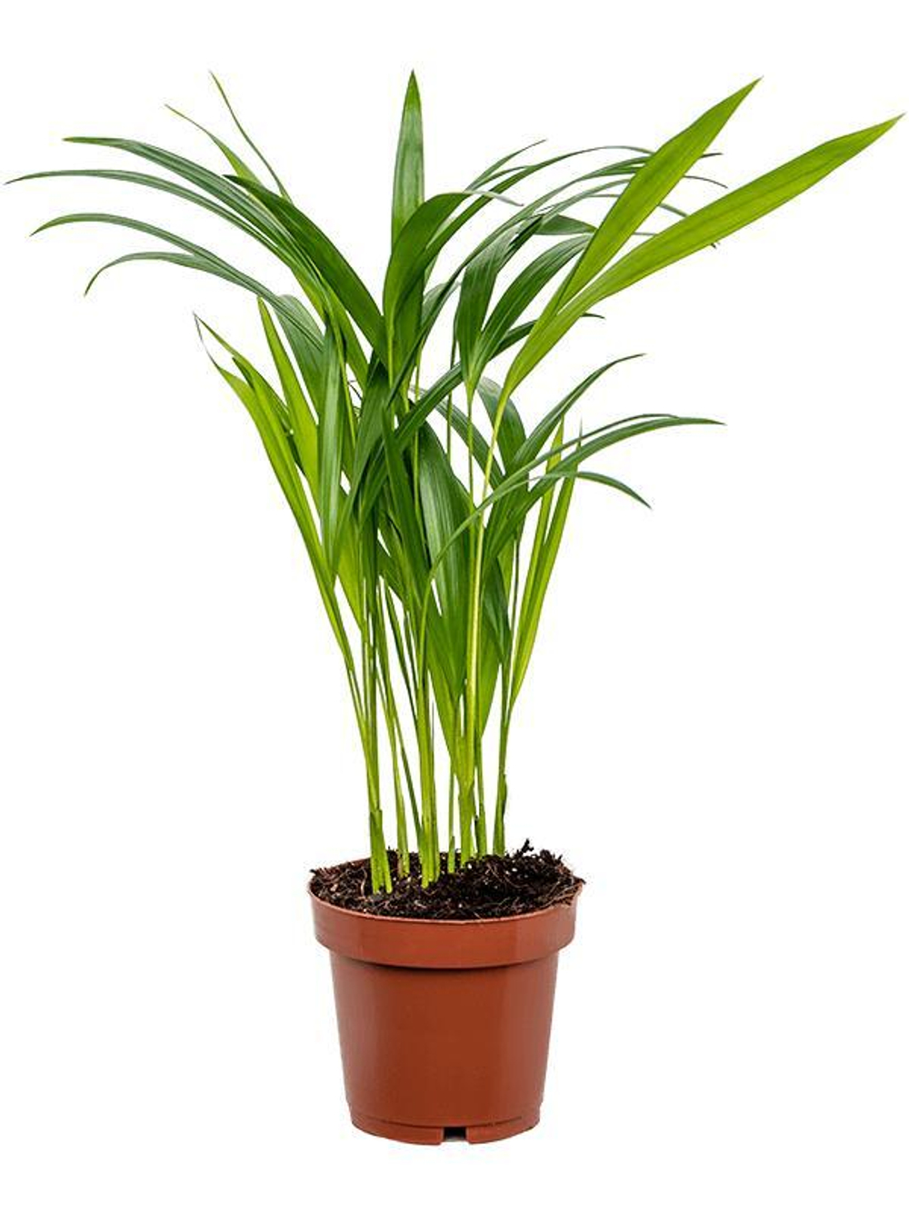 Хризалидокарпус