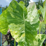 Колоказия WAT BOSAT