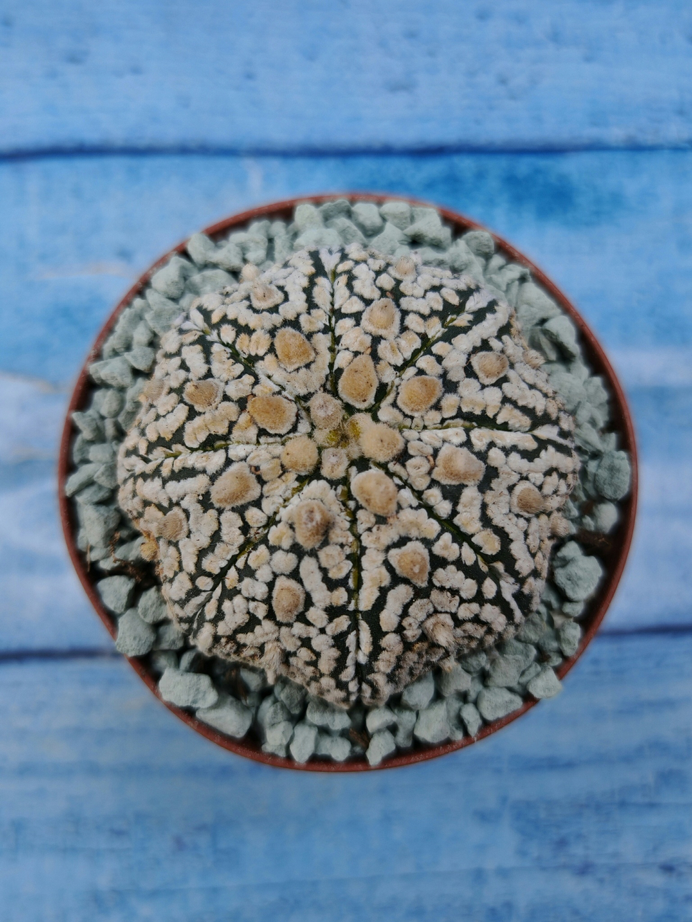 Astrophytum Asterias "Super Kabuto" (Астрофитум)