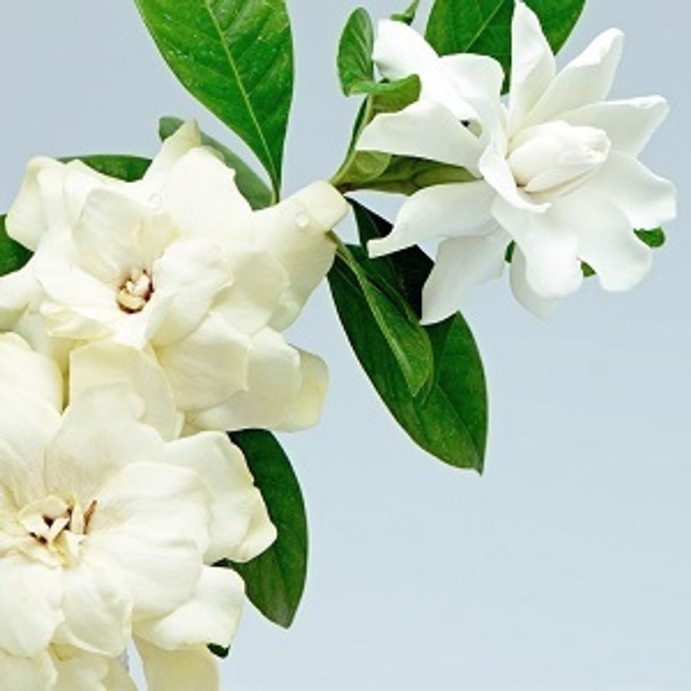 ГАРДЕНИЯ GHG (GARDENIA FLEUR GHG 205 Charabot/Robertet)