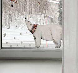 Северный мишка