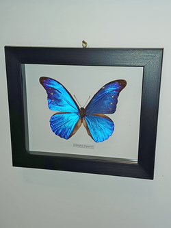 Бабочка Morpho rhetenor в рамке