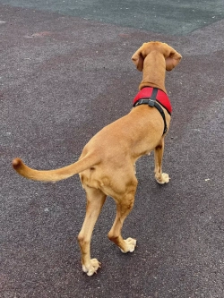 Шлейка жилет для собак и кошек прогулочная