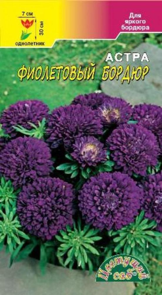 Бордюр фиолетовый/Цветущий Сад
