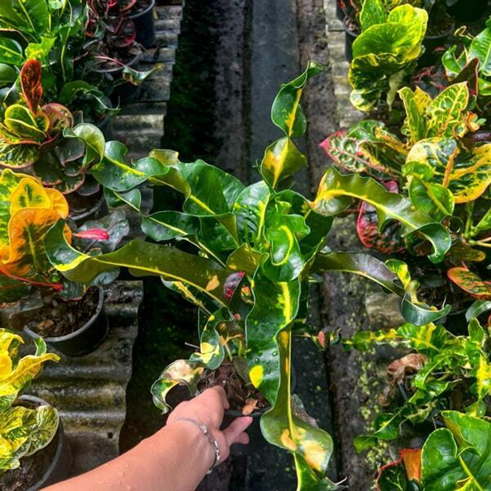 Кротон THA THONG