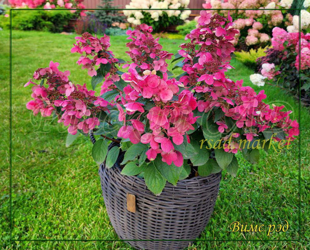 Гортензия метельчатая Вимс Рэд (Hydrangea paniculata `Wim`s Red`)
