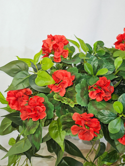 Герань красная с ампельной зеленью 80см в длинном кашпо