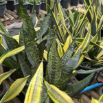 Сансевиерия EVE