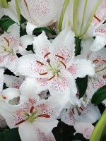 Лилия Мускадет (Восточный гибрид)