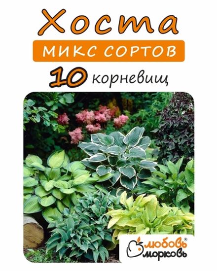 Хоста Корневище, Микс сортов, 10 шт.